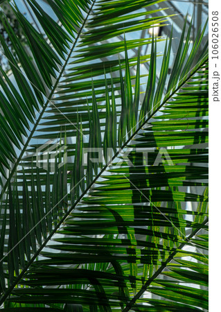 Close up of palm leaf. Abstract minimal interior design background decor template mockup. Concept of ecology exotic plant. Aesthetic Green plants in botanical garden Close up of palm leaf. Abstract minimal interior design background decor template mockup. Concept of ecology exotic plant. Aesthetic Green plants in botanical garden 106026508