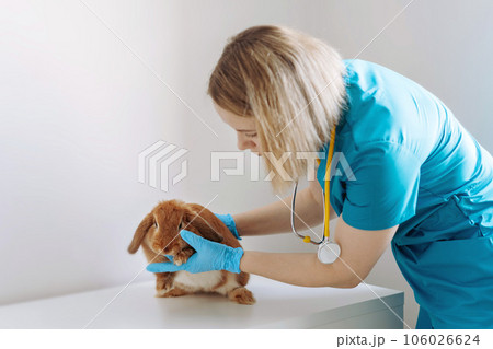 young caucasian female veterinarian examining red rabit 106026624