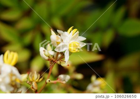 南天の花のアップ 南天の花のアップ 106026650