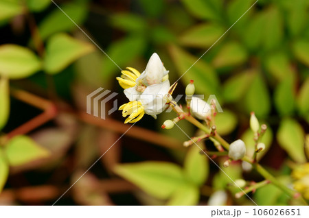 南天の花のアップ 106026651
