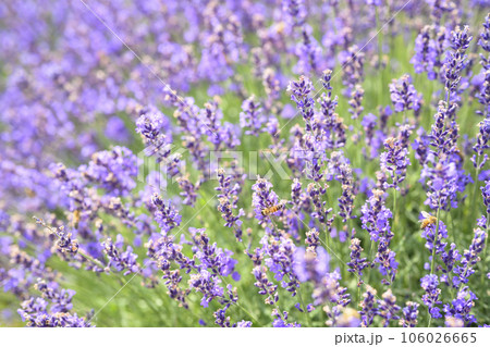 満開のラベンダー（+ミツバチ） 106026665