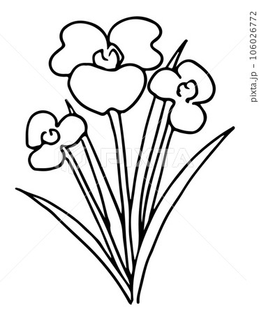 菖蒲の花線画 菖蒲の花線画 106026772