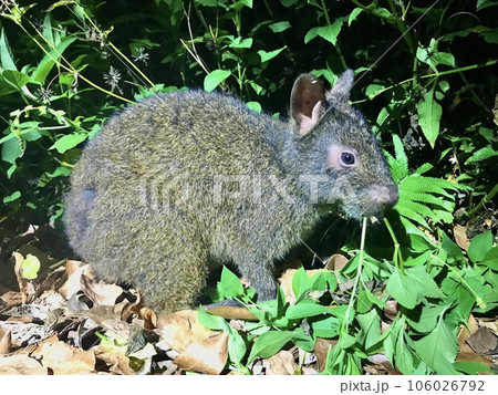 エサ（草）を食べるアマミノクロウサギ　特別天然記念物 106026792