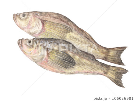ハタハタ　水彩色鉛筆魚イラスト 106026981