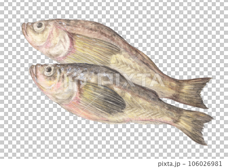 ハタハタ　水彩色鉛筆魚イラスト 106026981