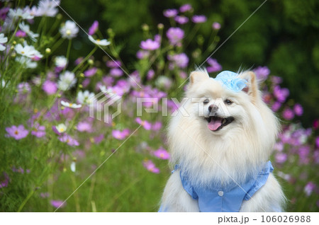 とよのコスモスの里のコスモスとポメラニアン 106026988