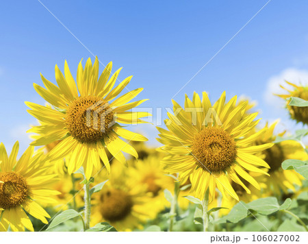 真夏のひまわり畑 106027002