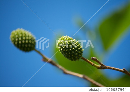 やしゃぶしの青い実 やしゃぶしの青い実 106027944