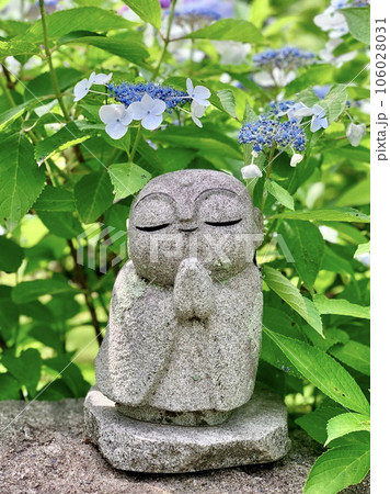 小さなお地蔵さまと紫陽花〈本光寺/愛知県幸田町〉の写真素材 [106028031] - PIXTA