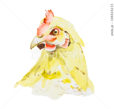 Portrait of a hen isolated on white background Portrait of a hen isolated on white background 106028215