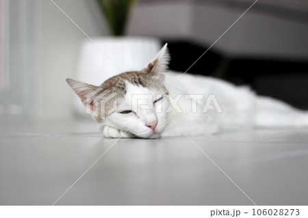 The cat lay on the floor The cat lay on the floor 106028273