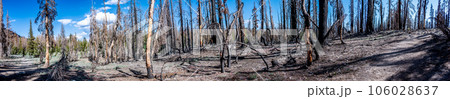 Panoramic view of forest fire effect on coniferous trees in Lassen Volcanic National Park.  106028637
