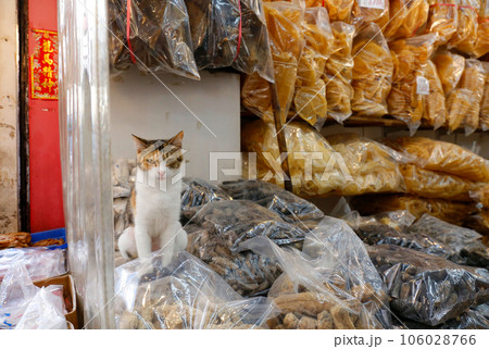 香港・徳輔道西の乾物店で売られる超高級食材干しナマコや浮袋（右上）の番をするネコ 106028766