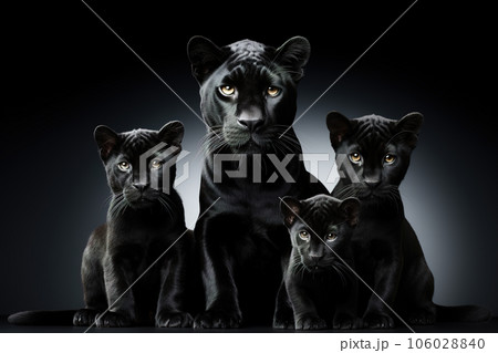 Image of family group of black panther on black background. Wildlife Animals. Illustration, Generative AI. 106028840