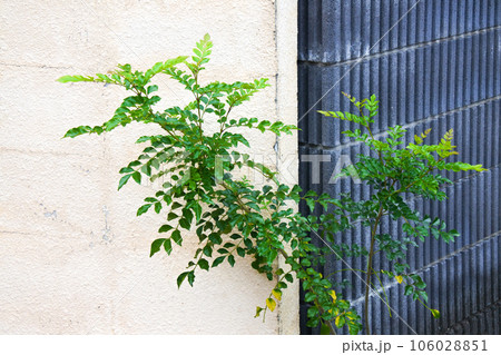 古い建物の外壁と植物 106028851