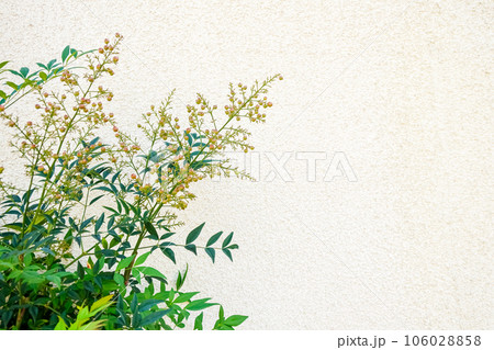 白い壁に生える植物の背景 106028858