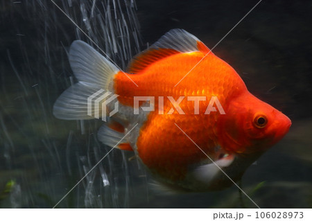 金魚:越後玉サバ(新潟県産) 金魚:越後玉サバ(新潟県産) 106028973
