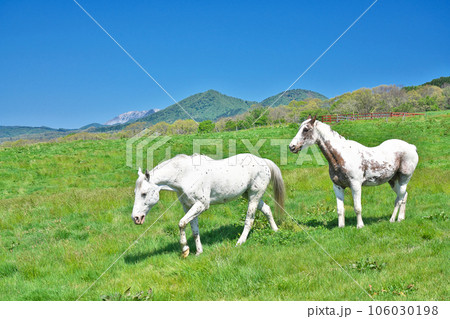 【ひるぜん高原 (ひるぜんジャージーランド)】 岡山県真庭市蒜山中福田 106030198