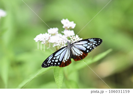 花の上で羽根を広げるアサギマダラ 106031159