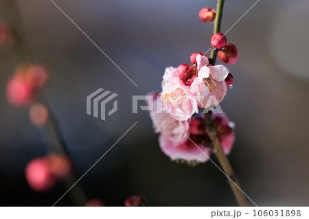 春を告げる花　ウメ 106031898