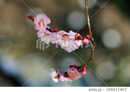 春を告げる花 ウメ 春を告げる花 ウメ 106031907