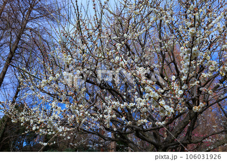 春を告げる花 ウメ 春を告げる花 ウメ 106031926