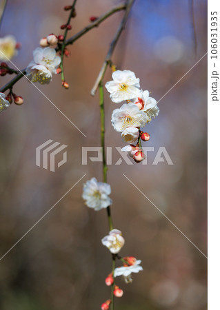 春を告げる花　ウメ 106031935
