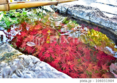 岡山 倉敷 阿智神社 紅葉 秋 岡山 倉敷 阿智神社 紅葉 秋 106031984