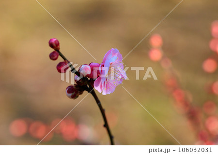 春を告げる花 ウメ 春を告げる花 ウメ 106032031