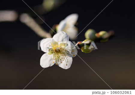 春を告げる花　ウメ 106032061