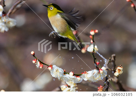 梅に鶯と勘違いされる梅にメジロ 106032105