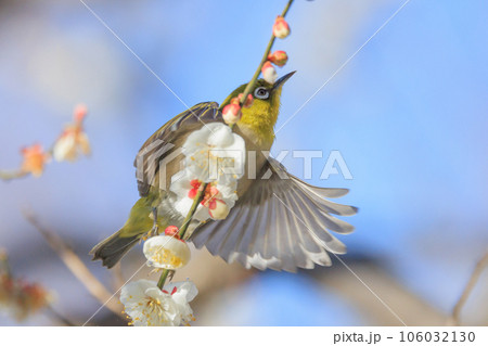 梅に鶯と勘違いされる梅にメジロ 106032130