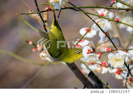 梅に鶯と勘違いされる梅にメジロ 梅に鶯と勘違いされる梅にメジロ 106032147