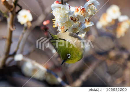 梅に鶯と勘違いされる梅にメジロ 106032200
