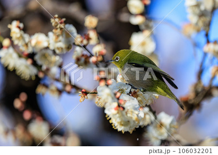 梅に鶯と勘違いされる梅にメジロ 106032201