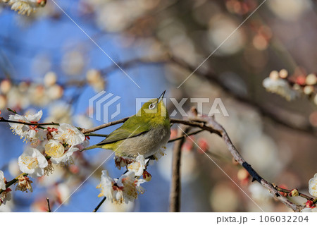 梅に鶯と勘違いされる梅にメジロ 106032204