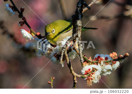 梅に鶯と勘違いされる梅にメジロ 106032220