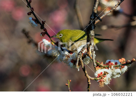 梅に鶯と勘違いされる梅にメジロ 梅に鶯と勘違いされる梅にメジロ 106032221