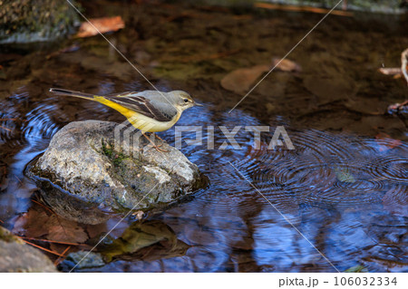 警戒心が強く、水辺を好んであざやかなレモンイエローを纏う綺麗な鳥のキセキレイ 警戒心が強く、水辺を好んであざやかなレモンイエローを纏う綺麗な鳥のキセキレイ 106032334