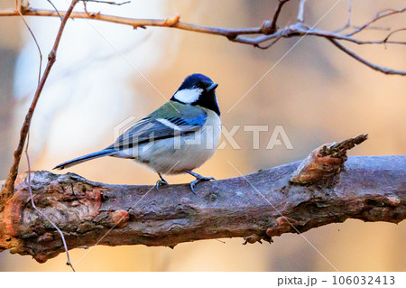 胸のネクタイが可愛らしい身近な野鳥 シジュウカラ 胸のネクタイが可愛らしい身近な野鳥 シジュウカラ 106032413