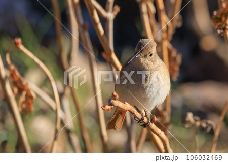 愛らしい仕草の冬鳥 ジョウビタキの雌 106032469