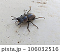 コクワガタ 106032516