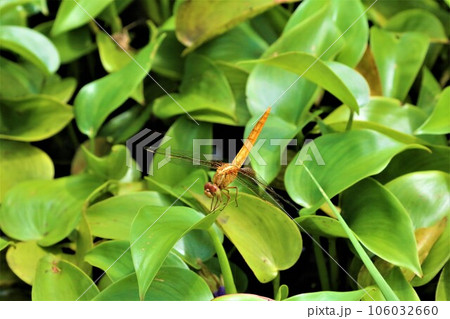 鳩山町愛郷の里の水生植物の葉に止まるウスバキトンボの生態写真 106032660