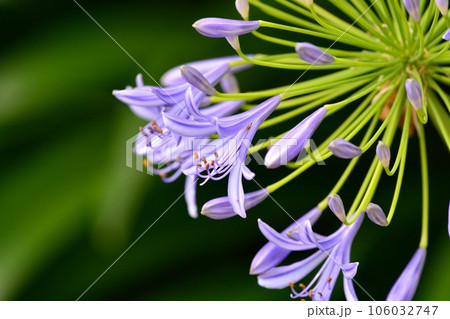初夏に咲くアガパンサス 106032747