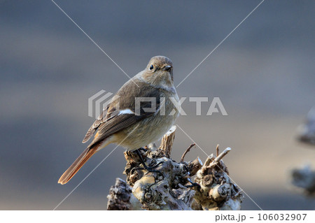 愛らしい仕草の冬鳥 ジョウビタキの雌 106032907