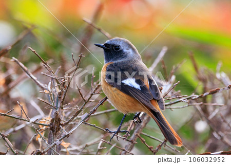 愛らしい仕草の冬鳥 ジョウビタキ 愛らしい仕草の冬鳥 ジョウビタキ 106032952