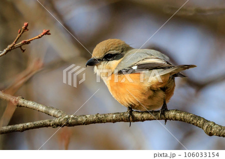 はやにえで有名なモズ はやにえで有名なモズ 106033154