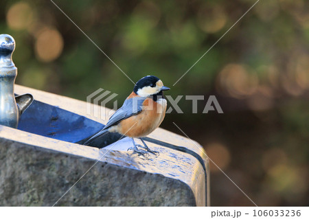 鳴き真似や芸をこなす器用な鳥 ヤマガラ 106033236