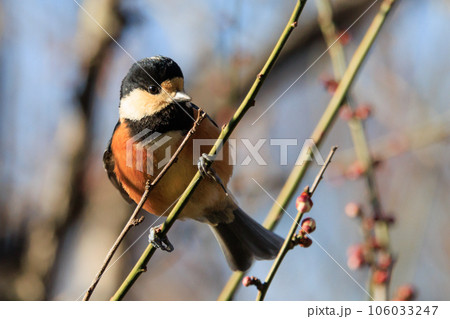 鳴き真似や芸をこなす器用な鳥 ヤマガラ 106033247