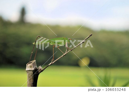 木にとまるアシグロツユムシ 木にとまるアシグロツユムシ 106033248